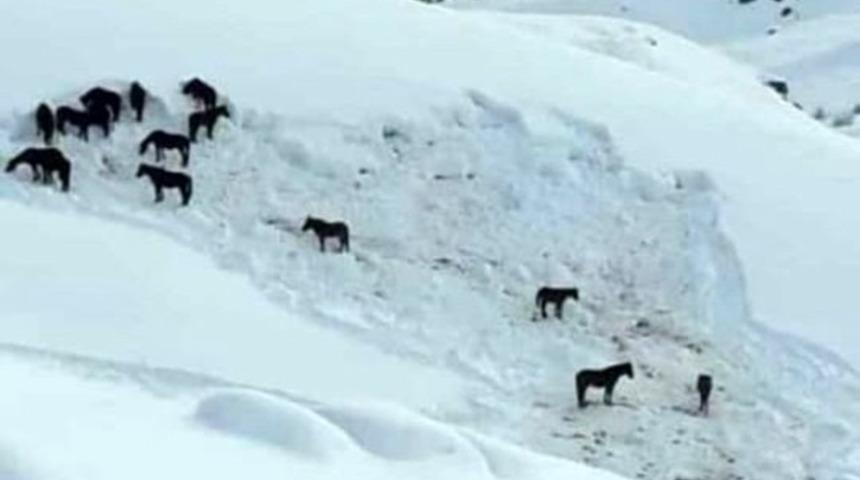 Vicdansızlık! Yazın kullandıkları atları ölüme terk ettiler