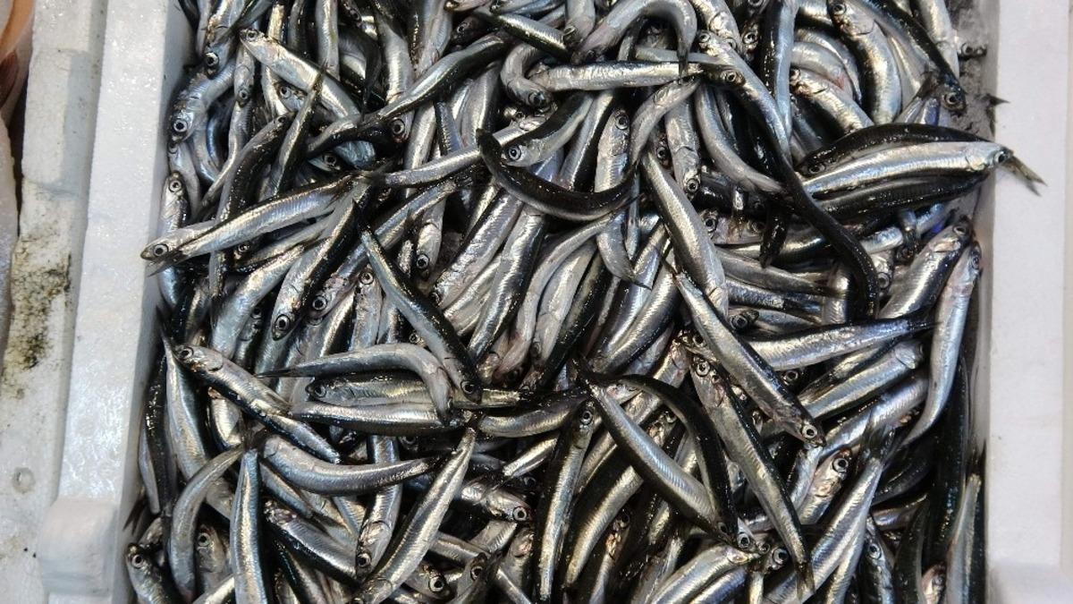 Beklenen hamsi G&uuml;rcistan&rsquo;dan geldi