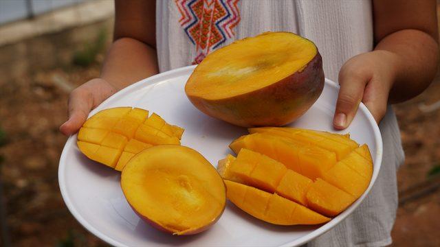 Altın yumurtlayan meyve mangonun tanesi 50 liradan satılıyor! Talebi karşılayamıyorlar