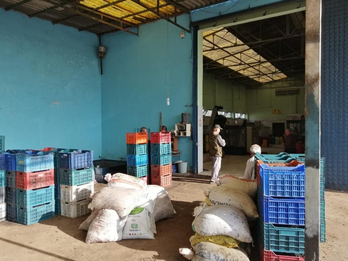 Erdek&rsquo;te zeytinin, yağa d&ouml;n&uuml;ş&uuml;m yolculuğu