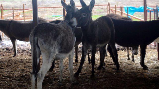 Tek tırnaklı hayvanlara mikroçiple takip