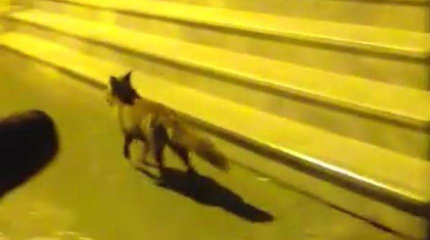 Görenler hayrete düştü! Aç kalan tilki Pendik’e indi