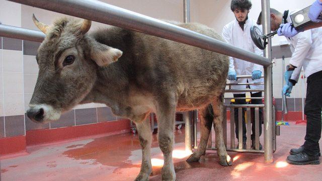 Veteriner hekim adayları deney ve uygulamalarla mesleğe hazırlanıyor