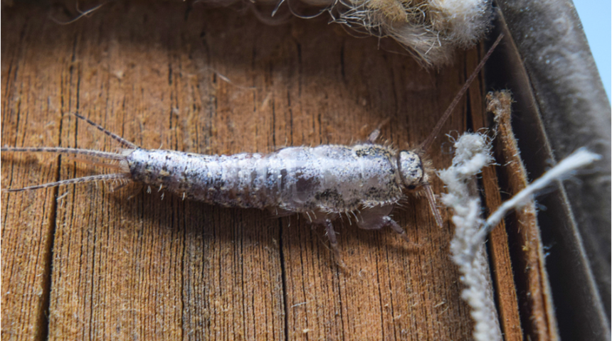 Evinizi işgal eden g&uuml;m&uuml;ş&ccedil;&uuml;n (g&uuml;m&uuml;ş) b&ouml;ceğinden kurtulmanın yolları