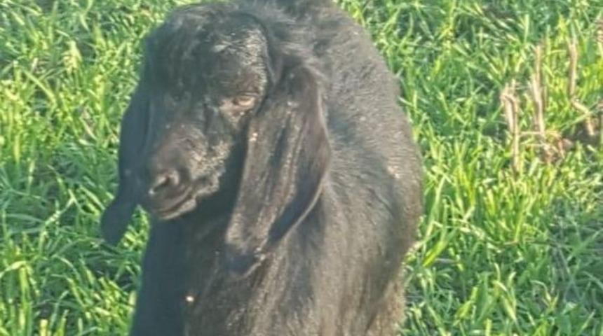 Şanlıurfa'da üç ayaklı oğlak hayata tutunmayı başardı