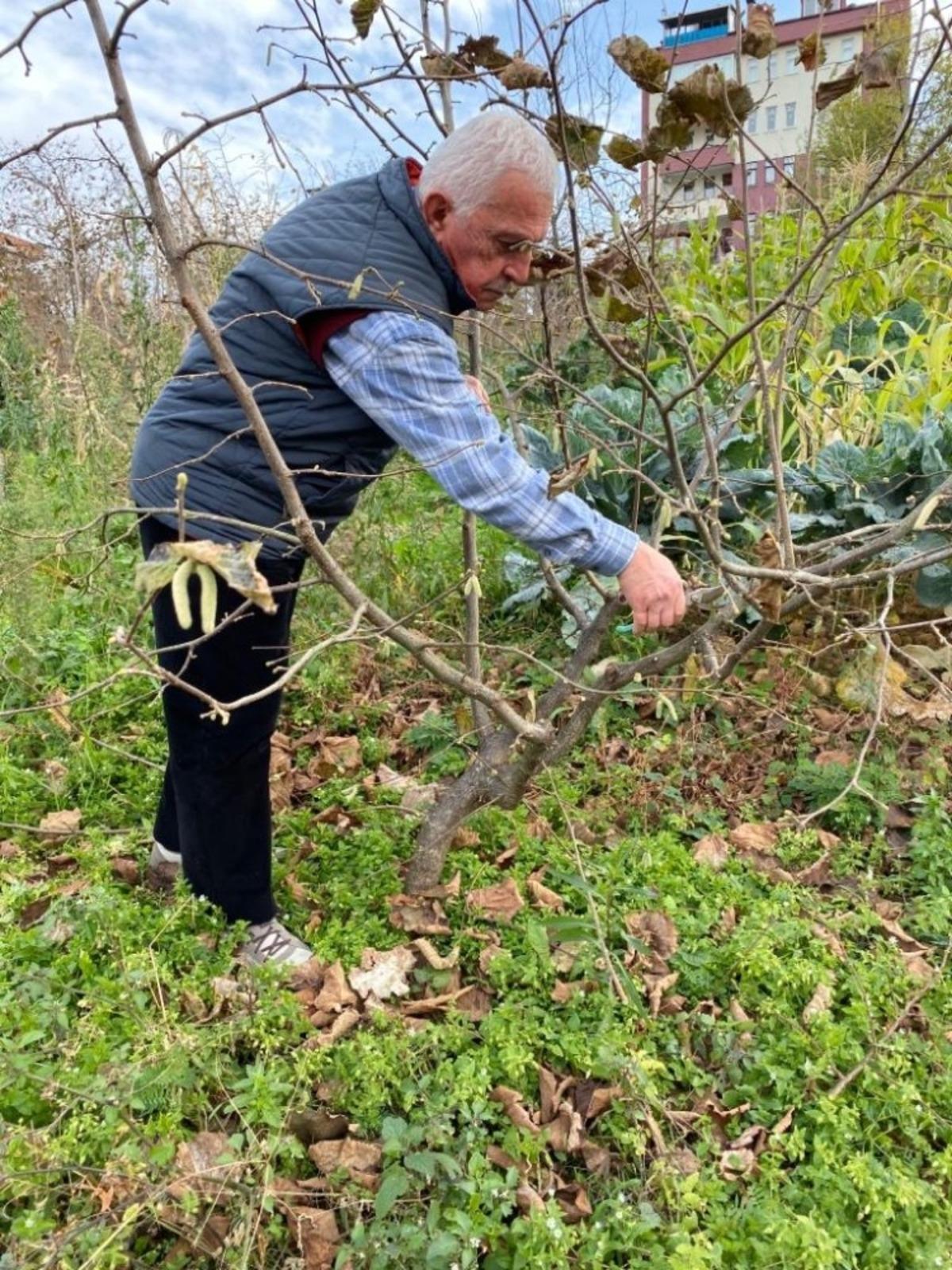 T&uuml;rkiye&rsquo;de tek aşırı g&ouml;vdeli fındık bah&ccedil;esinde budama yapıldı