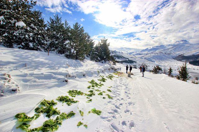 Kayseri'de yaban hayvanları için yemleme yapıldı