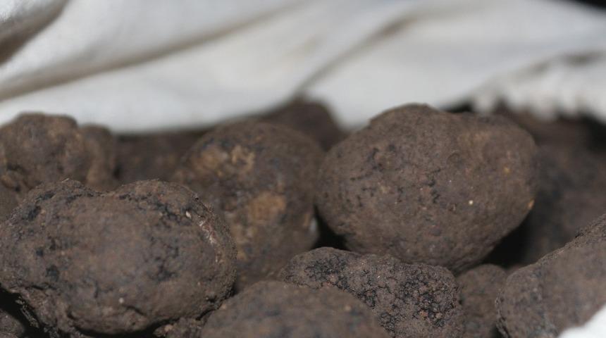 Tr&uuml;f mantarı son kez ihaleye &ccedil;ıkarıldı