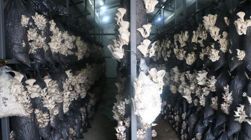 Arkadaşının tavsiyesi ile mantar tesisi kurdu! İstiridye mantarının kilosu 12 lira