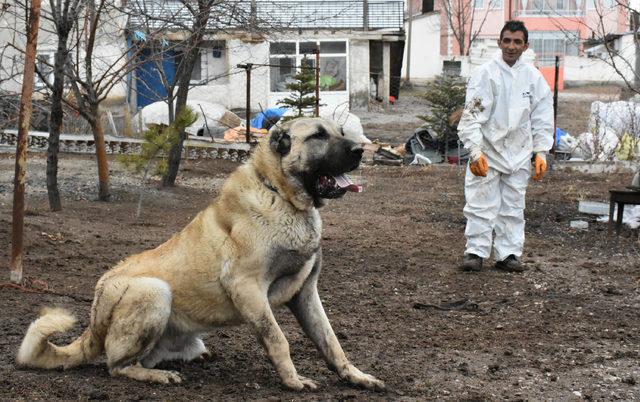 Saglikl I Tuyleri Duz Kilosu Ve Boyu Sivas Kangal Kopegi Facebook