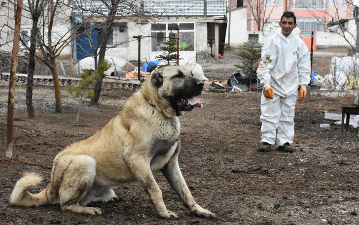 Boyu iki metre! 'Herkül'e paha biçilemiyor: 100 bin lira dahi verseler satmam G3