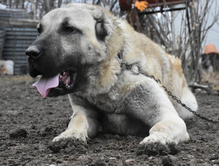 Boyu iki metre! 'Herkül'e paha biçilemiyor: 100 bin lira dahi verseler satmam G1