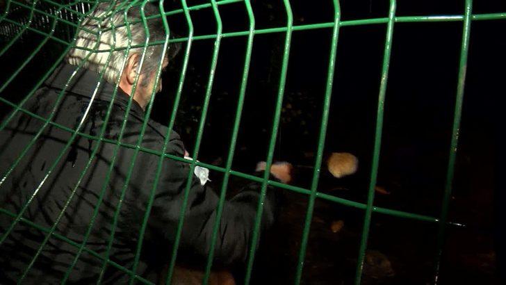 İstanbul Sarıyer'de yaban domuzlarını elleriyle besliyor G2