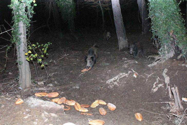 İstanbul Sarıyer'de yaban domuzlarını elleriyle besliyor G4