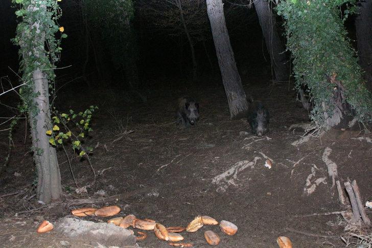 İstanbul Sarıyer'de yaban domuzlarını elleriyle besliyor G5