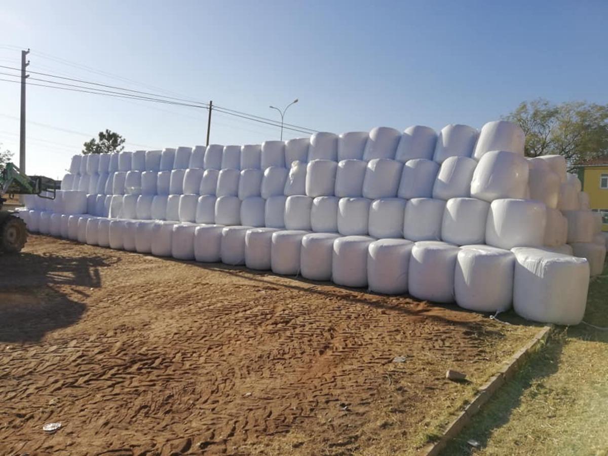 Mısır silajı hayvancılığın yeni g&ouml;zdesi