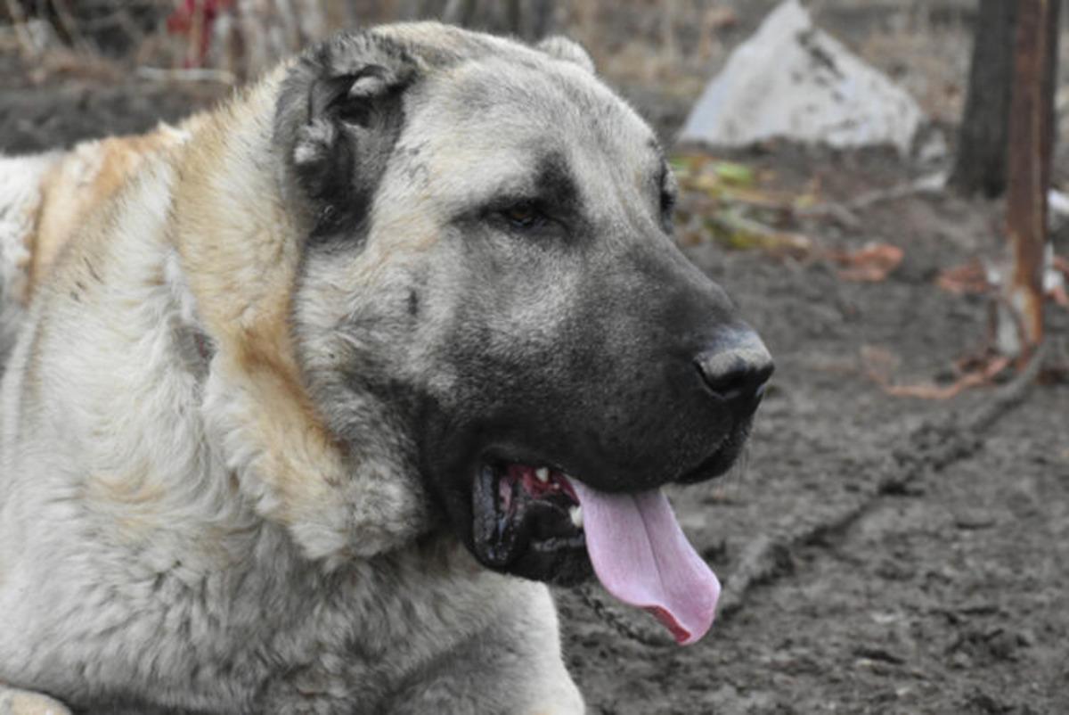 Boyu iki metre! 'Herk&uuml;l'e paha bi&ccedil;ilemiyor: 100 bin lira dahi verseler satmam