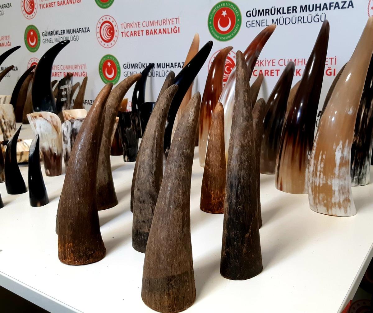 İstanbul Havalimanı'nda bufalo boynuzu operasyonu!  Değeri 310 bin lira