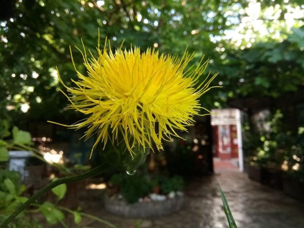 Kuşadası T&uuml;l&uuml;şahı T&uuml;r Koruma Eylem Planı kapsamında ziyaretler yapıldı