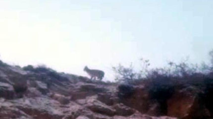 Tunceli'de nesli t&uuml;kenmekte olan vaşak g&ouml;r&uuml;nt&uuml;lendi