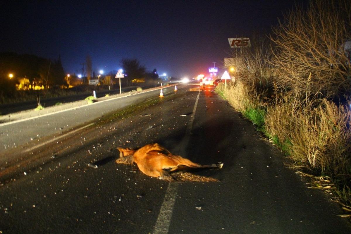 Başıboş atlar, s&uuml;r&uuml;c&uuml;lerin korkulu r&uuml;yası haline geldi