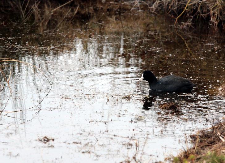 Kızılırmak Deltası nesli tükenme tehlikesi altındaki kuşlara ev sahipliği yapıyor G1
