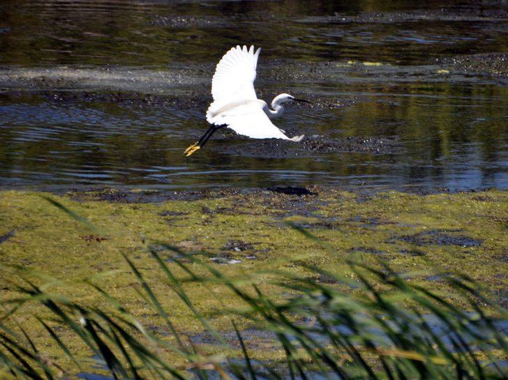 Kızılırmak Deltası nesli tükenme tehlikesi altındaki kuşlara ev sahipliği yapıyor G2