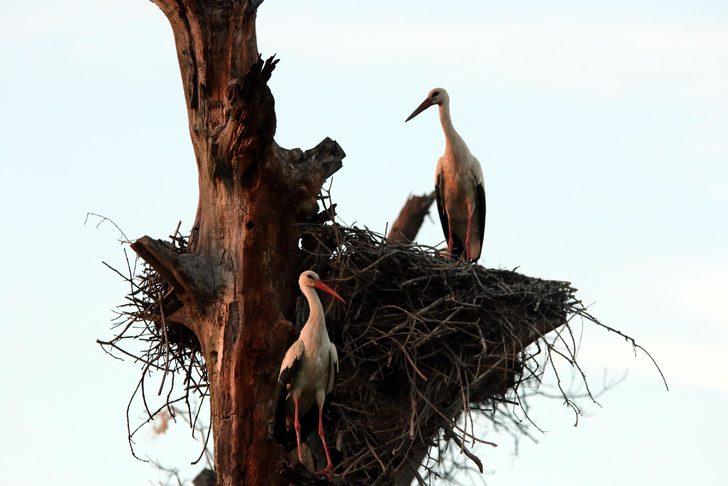 Kızılırmak Deltası nesli tükenme tehlikesi altındaki kuşlara ev sahipliği yapıyor G3