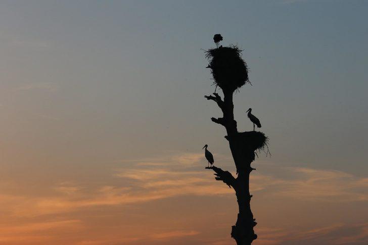 Kızılırmak Deltası nesli tükenme tehlikesi altındaki kuşlara ev sahipliği yapıyor G4