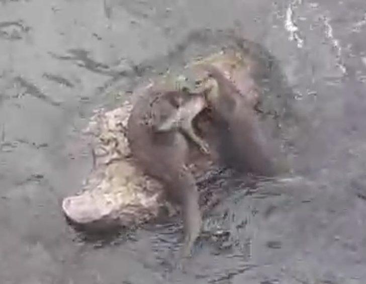 Tunceli’de su samurları balık avlarken görüntülendi G1