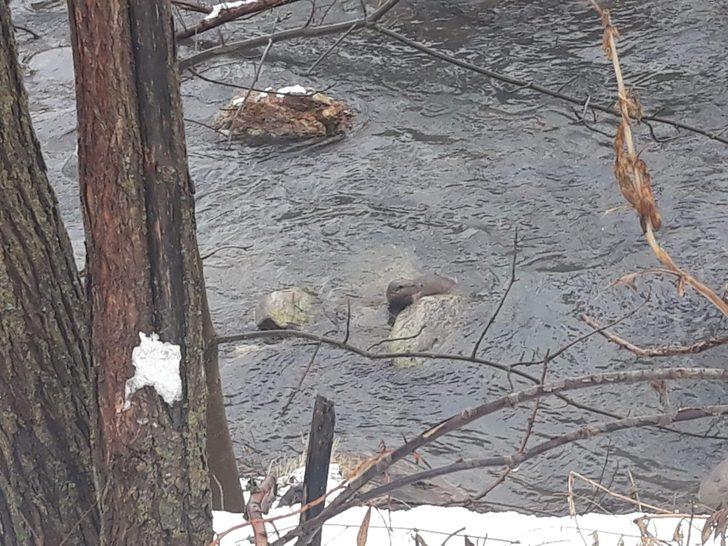 Tunceli’de su samurları balık avlarken görüntülendi G2