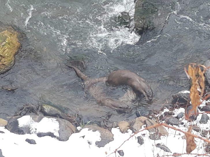 Tunceli’de su samurları balık avlarken görüntülendi G3