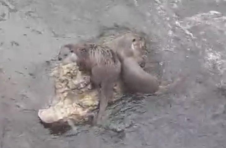 Tunceli’de su samurları balık avlarken görüntülendi G4