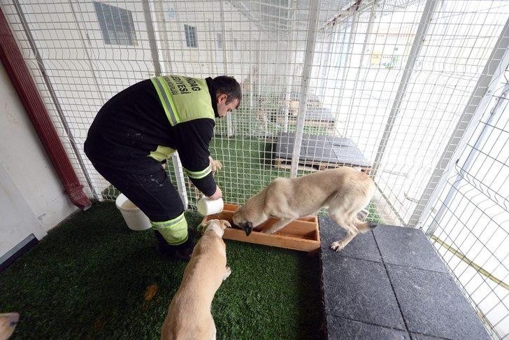 99 can dostu sahiplendirildi G1