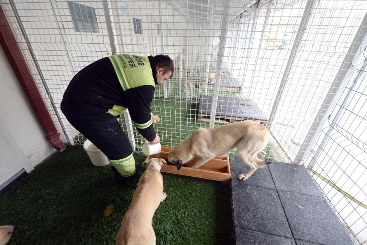 99 can dostu sahiplendirildi