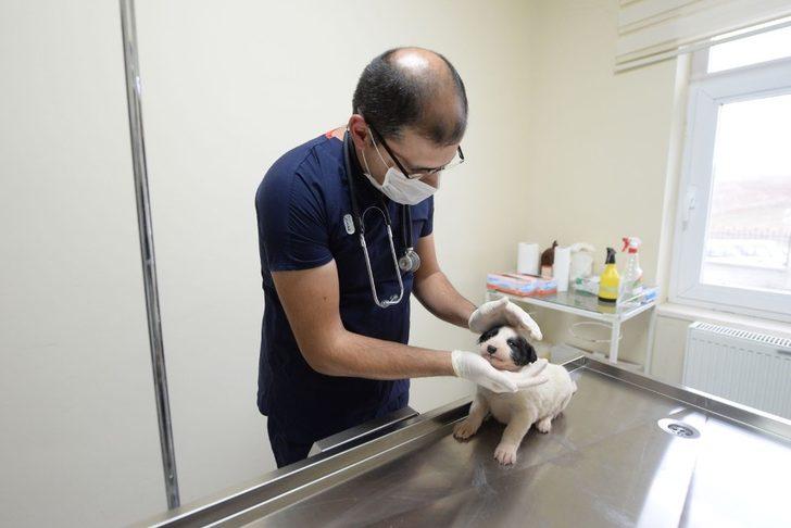 99 can dostu sahiplendirildi G2