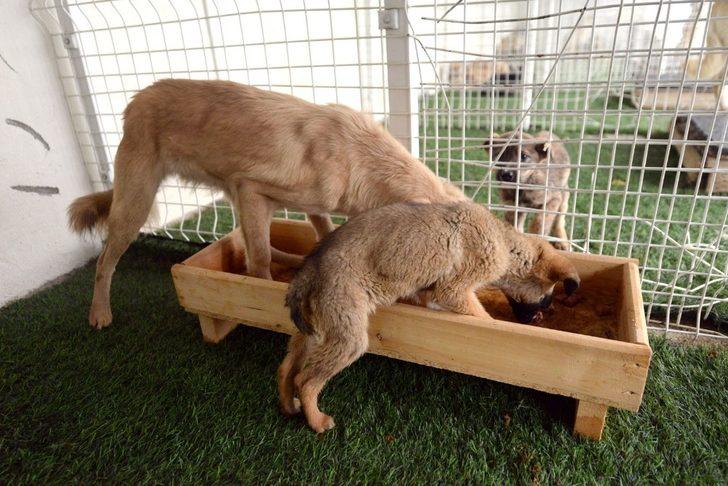 99 can dostu sahiplendirildi G4