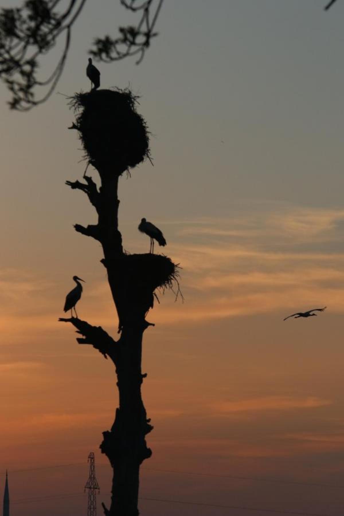 Kızılırmak Deltası nesli t&uuml;kenme tehlikesi altındaki kuşlara ev sahipliği yapıyor