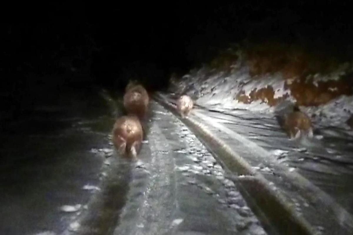 G&uuml;m&uuml;şhane'de kış uykusuna yatmayan ayılar g&ouml;r&uuml;nt&uuml;lendi