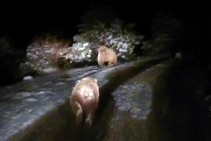 Gümüşhane'de kış uykusuna yatmayan ayılar görüntülendi G2