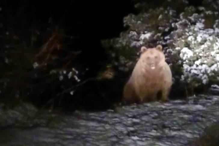 Gümüşhane'de kış uykusuna yatmayan ayılar görüntülendi G4