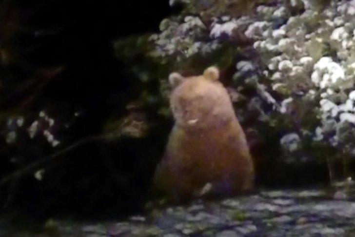 Gümüşhane'de kış uykusuna yatmayan ayılar görüntülendi G5
