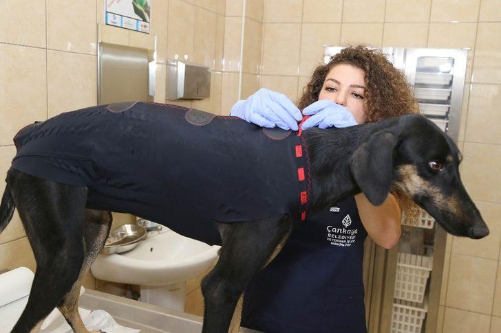 73 bin 840 sokak hayvanı tedavi edildi G1