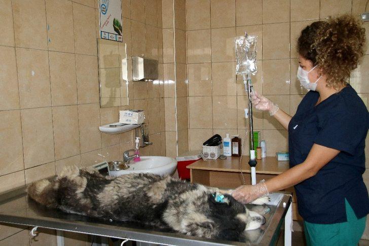 73 bin 840 sokak hayvanı tedavi edildi G2