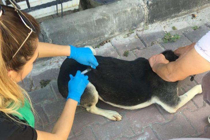 73 bin 840 sokak hayvanı tedavi edildi G3