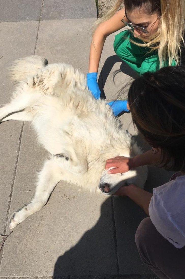 73 bin 840 sokak hayvanı tedavi edildi G4