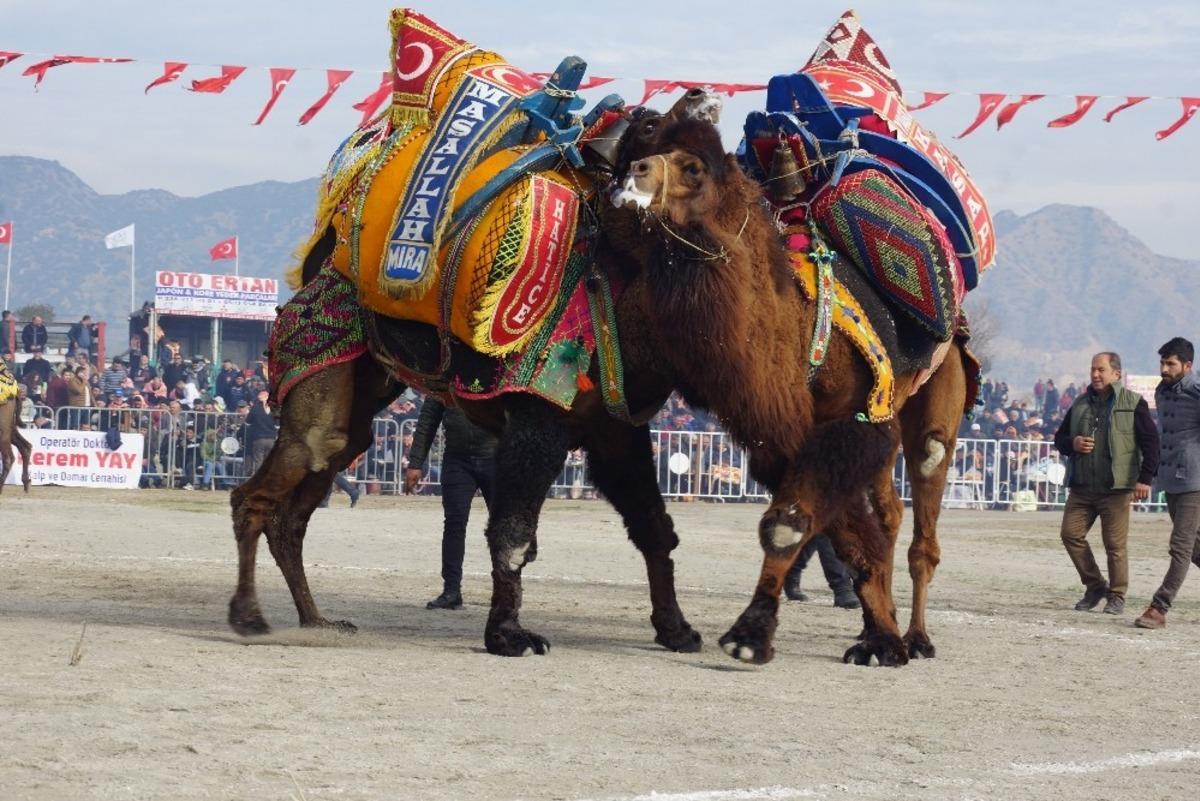 İncirliova&rsquo;da 200 pehlivan deve kıyasıya g&uuml;reşti