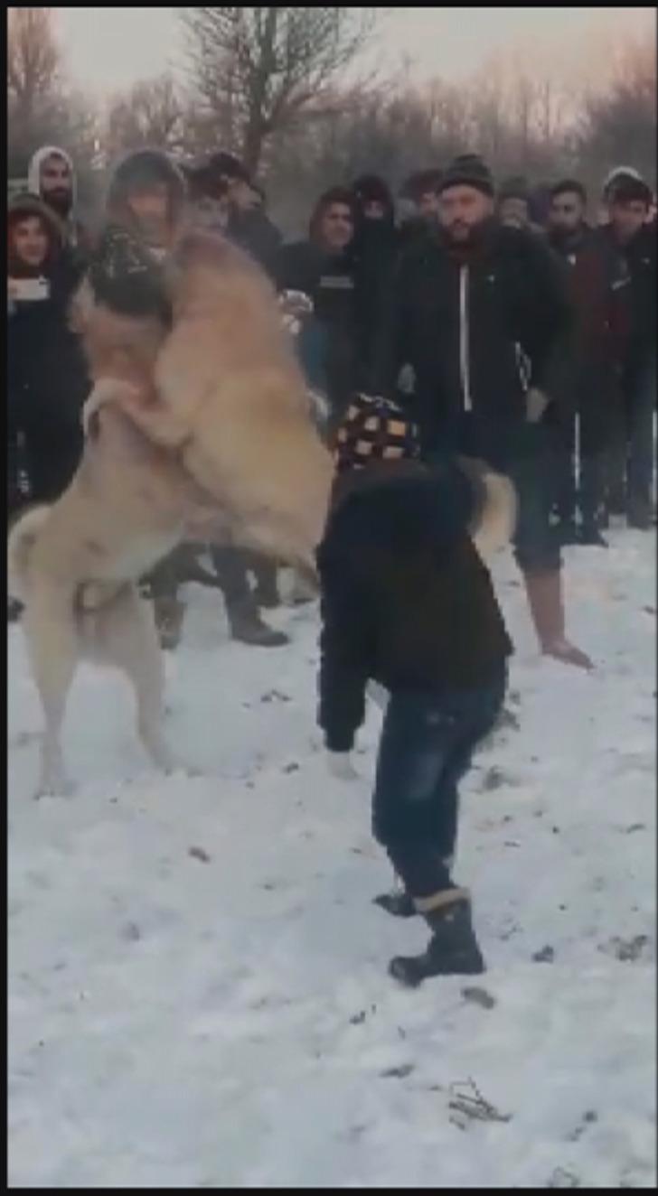 Konya'da ormanda bahisle köpek dövüştüren 4 kişi gözaltına alındı G1