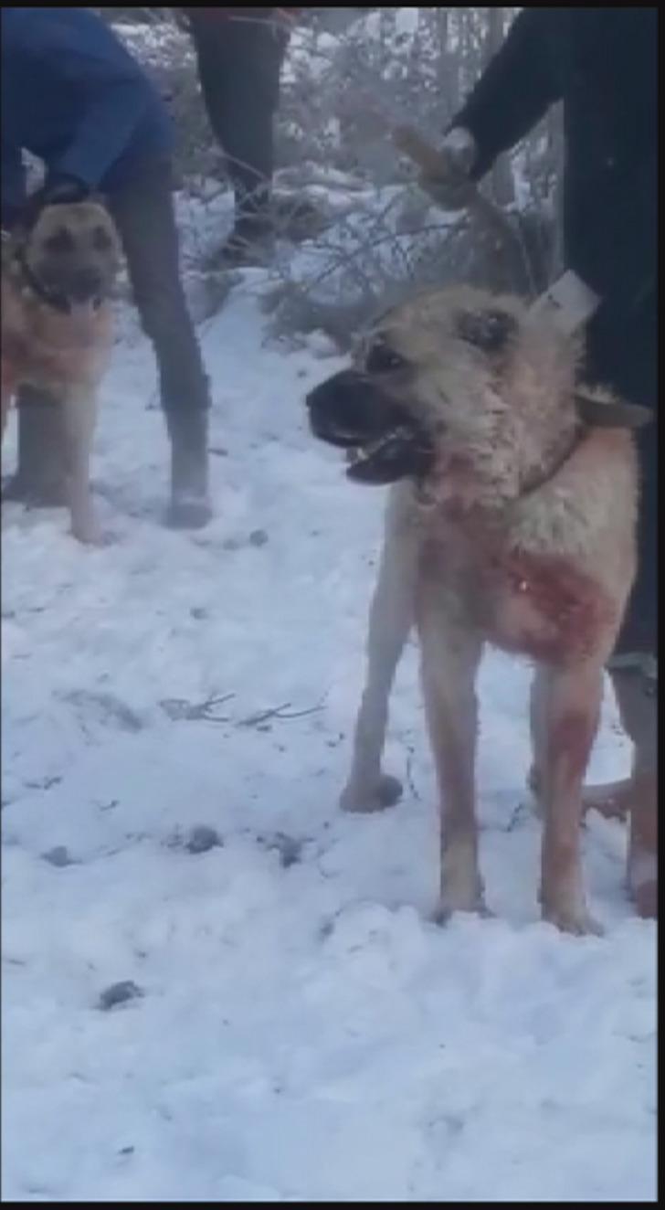 Konya'da ormanda bahisle köpek dövüştüren 4 kişi gözaltına alındı G2