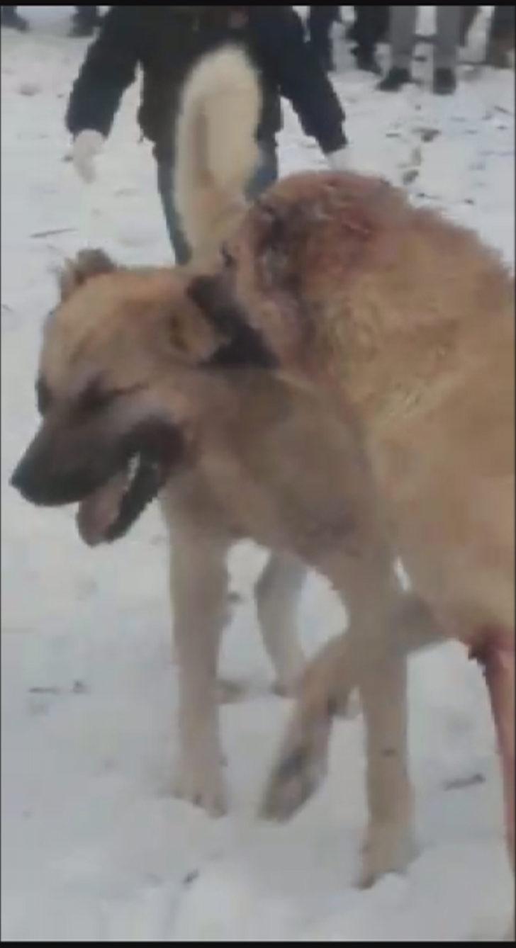 Konya'da ormanda bahisle köpek dövüştüren 4 kişi gözaltına alındı G3